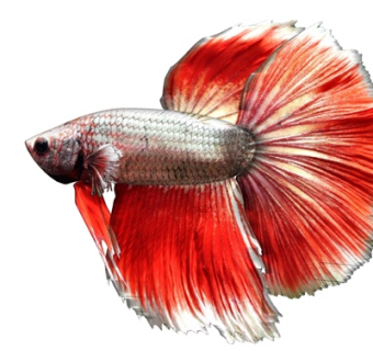 现代金鱼su模型