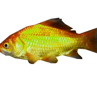 现代鲤鱼su模型