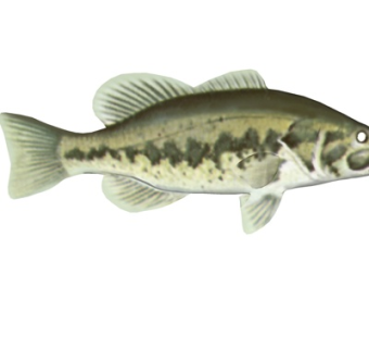 现代鲤鱼su模型