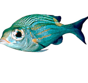 现代鲳鱼su模型