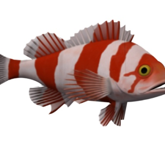 现代金鱼su模型