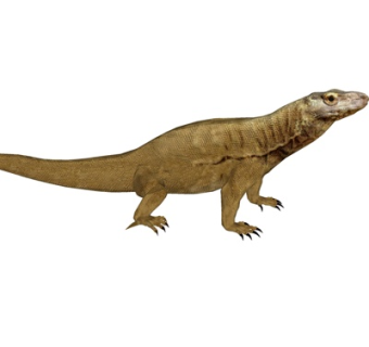 现代变色龙su模型