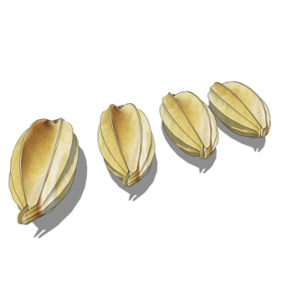 现代杨桃su模型