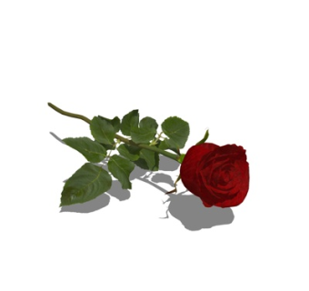 现代玫瑰花su模型