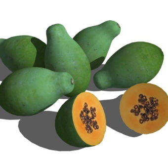 现代木瓜su模型