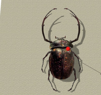 现代昆虫标本su模型