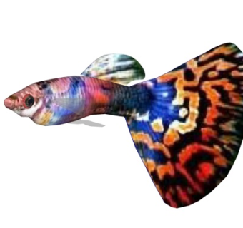 现代孔雀鱼su模型