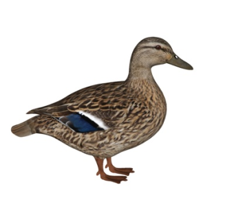 现代鸭子su模型