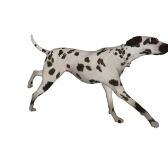 现代斑点狗su模型