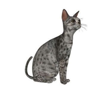 现代埃及猫su模型