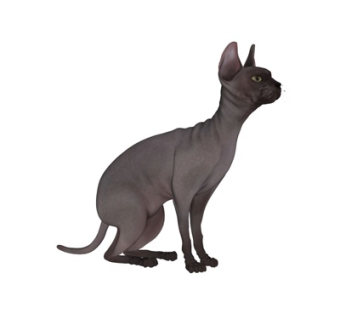 现代斯芬克斯猫su模型