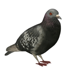 现代鸽子su模型