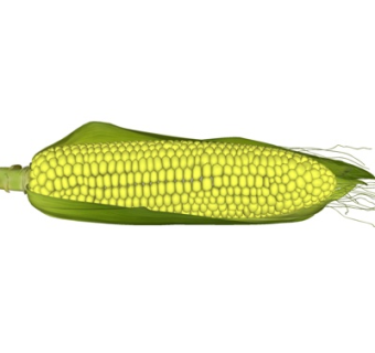 现代玉米蔬菜su模型