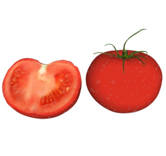 现代西红柿蔬菜su模型