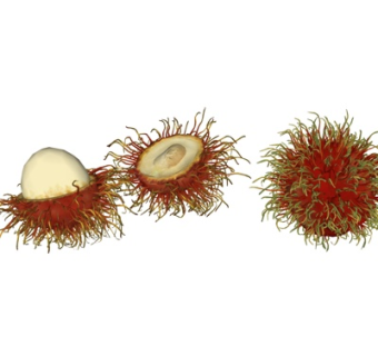 现代火龙果su模型