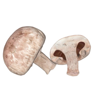 现代冬菇su模型