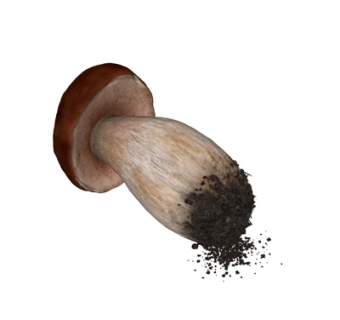 现代香菇su模型