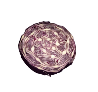 现代蔬菜su模型