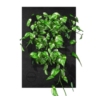 现代植物墙su模型