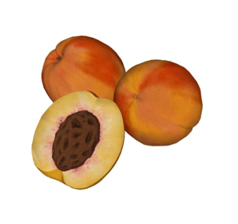 现代桃子su模型