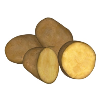 现代马铃薯su模型