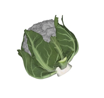 现代花菜su模型