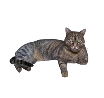 现代猫su模型
