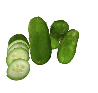 现代黄瓜su模型