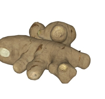 现代生姜su模型