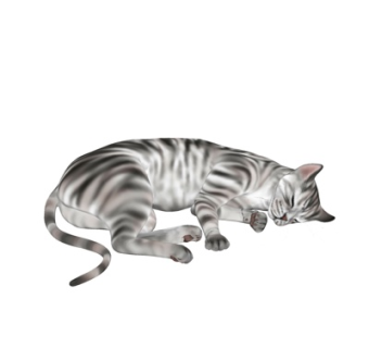 现代猫su模型