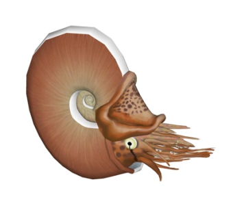 现代鹦鹉螺su模型