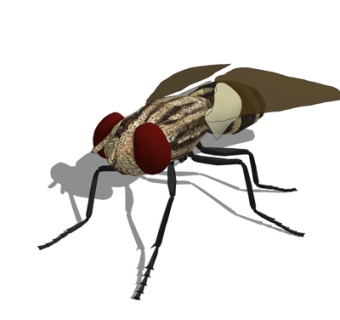 现代苍蝇su模型