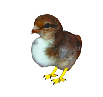 现代小鸟su模型