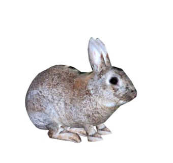 现代兔子su模型