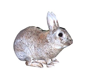现代兔子su模型