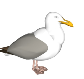 现代小鸟su模型