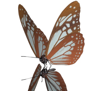 现代蝴蝶su模型