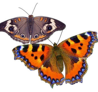 现代蝴蝶su模型