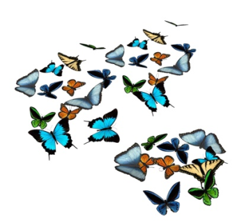 现代蝴蝶su模型