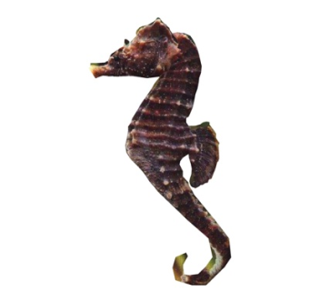 现代海马su模型