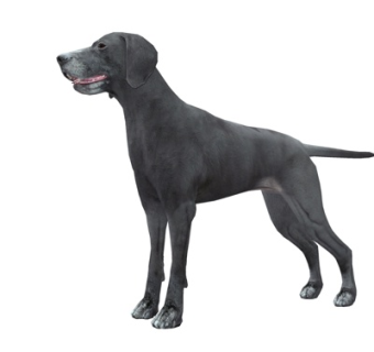 现代黑狗su模型