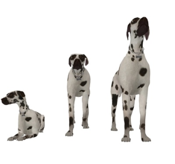 现代狗类su模型