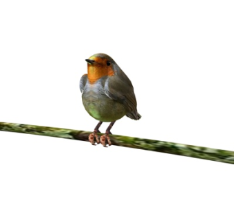 现代鸟儿su模型