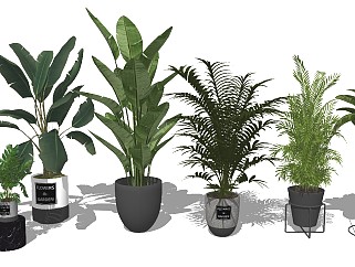 现代简约盆栽植物su模型