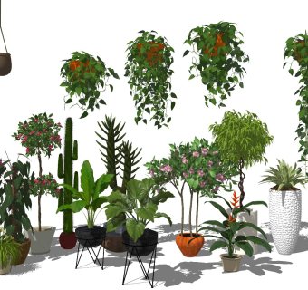 花艺盆栽吊兰绿植仙人掌滴水音