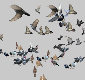 现代2D鸟类组合