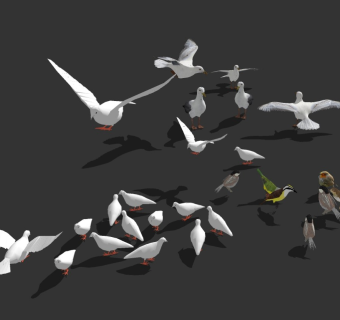 现代禽类鸟类组合