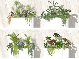 现代景观植物 装饰盆栽盆景