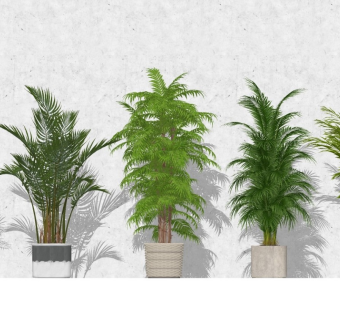 现代室内植物盆栽盆景 软装植物陈设