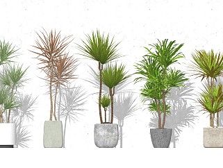 现代室内植物盆栽<em>盆景</em> 软装植物陈设